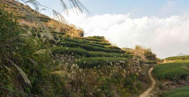 Native plants grow alongside tea in the Zhang Family's fields: Master Zhang blends native plants with tea on his Daping mountainside Native plants grow alongside tea in the Zhang Family's fields: Master Zhang blends native plants with tea on his Daping mountainside