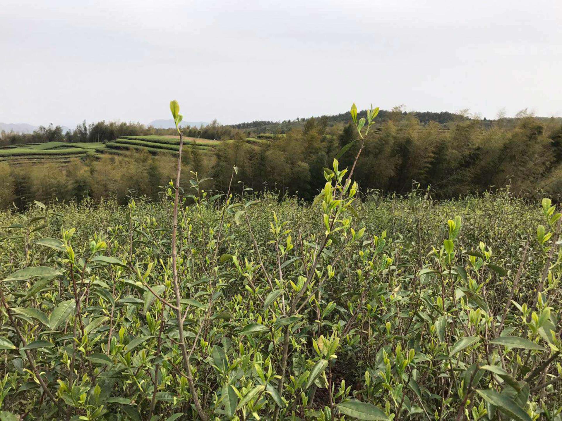 the Wu Family's tea fields above Wuyangcun in Fujian