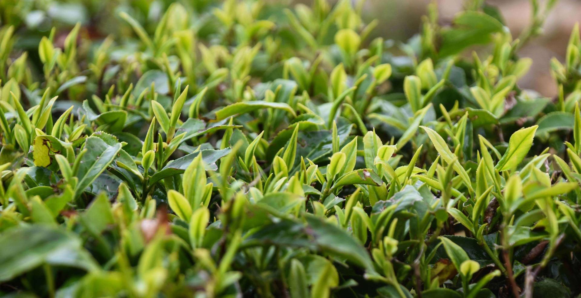 Li Xiangxi leads students and educators at her Yangxian Tea Institute