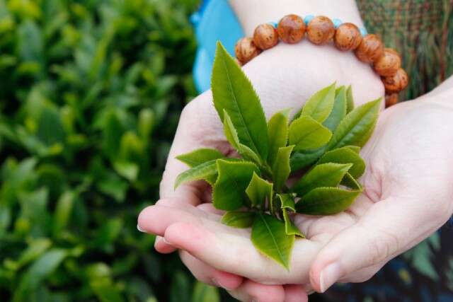 fresh picked Tieguanyin tea leaves in Daping, Anxi