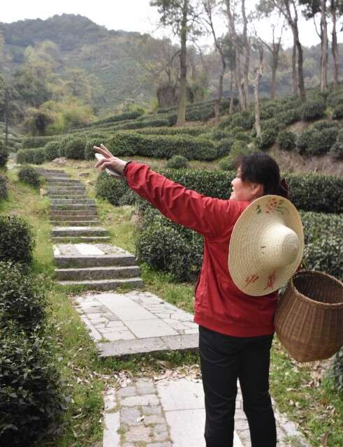 Li Xiaoping picks tea in Shi Feng Li Xiaoping picks tea in Shi Feng