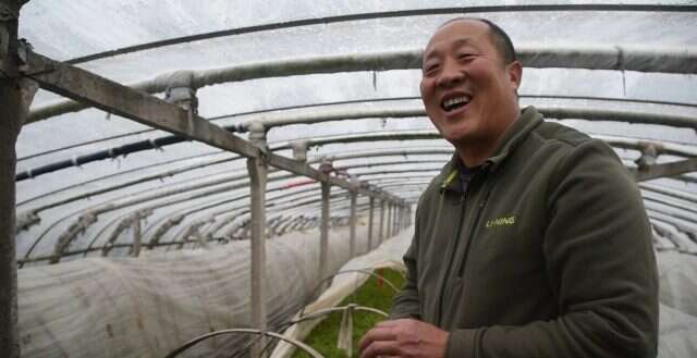 Mr He in his tea fields: Mr. He blends traditional organic tea agriculture techniques with innovative new finishing styles Mr He in his tea fields: Mr. He blends traditional organic tea agriculture techniques with innovative new finishing styles