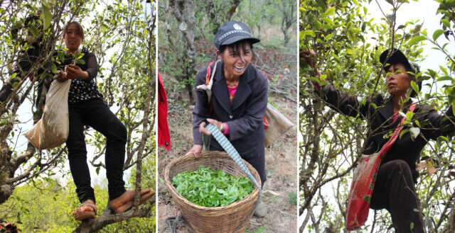 The Dongsa Cooperative is a community dedicated to stewardship in the oldest tea forest in the world. The Dongsa Cooperative is a community dedicated to stewardship in the oldest tea forest in the world.