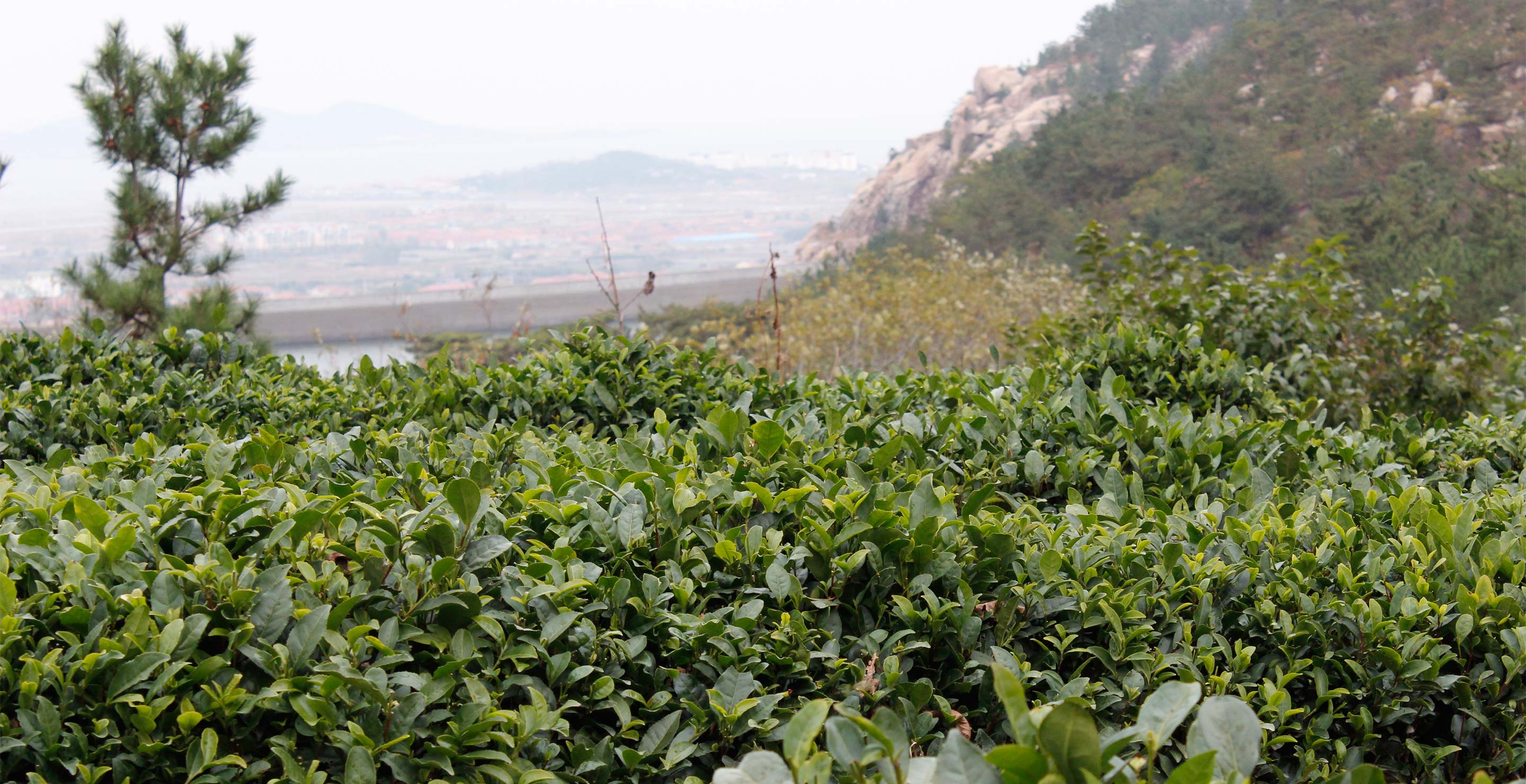 Notes from the Tea Fields:  Contemporary Tea Culture in China