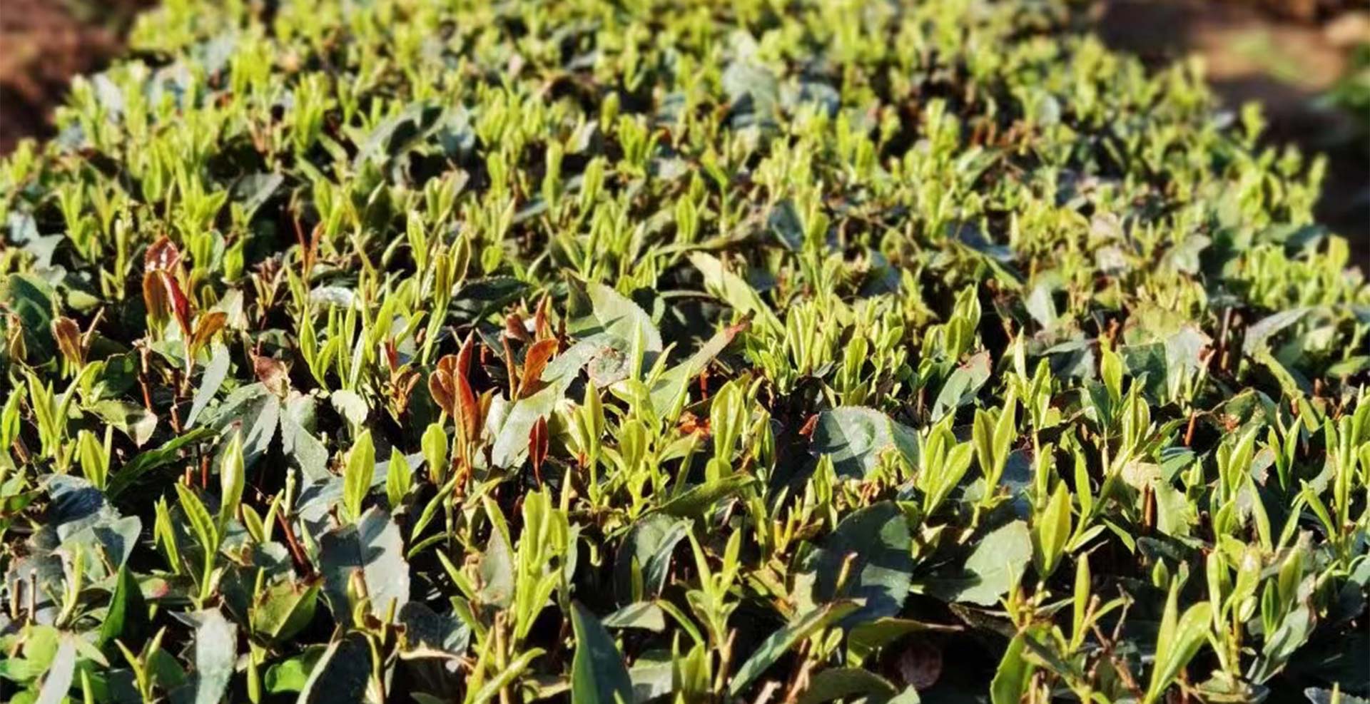 Update from the fields 2021