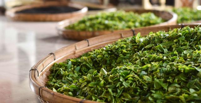 Introduction to Seasonal Green Tea