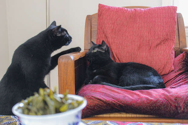 Wenshan_Baozhong_Tea_Cats-6297