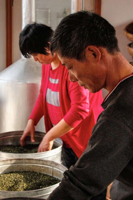 He Qingqing's mother and uncle work on Laoshan Green Oolong