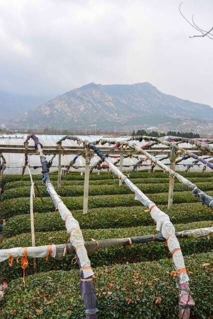 View from the He Family's tea fields