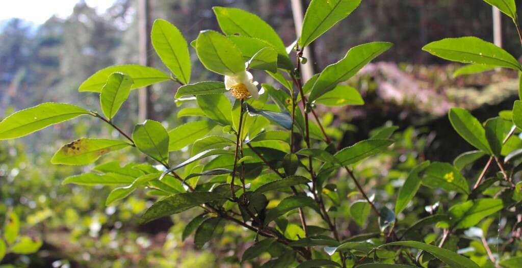 Wild tea plants in Tongmu