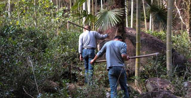 Digging for bamboo in Tongmu helps make room for the wild tea plants