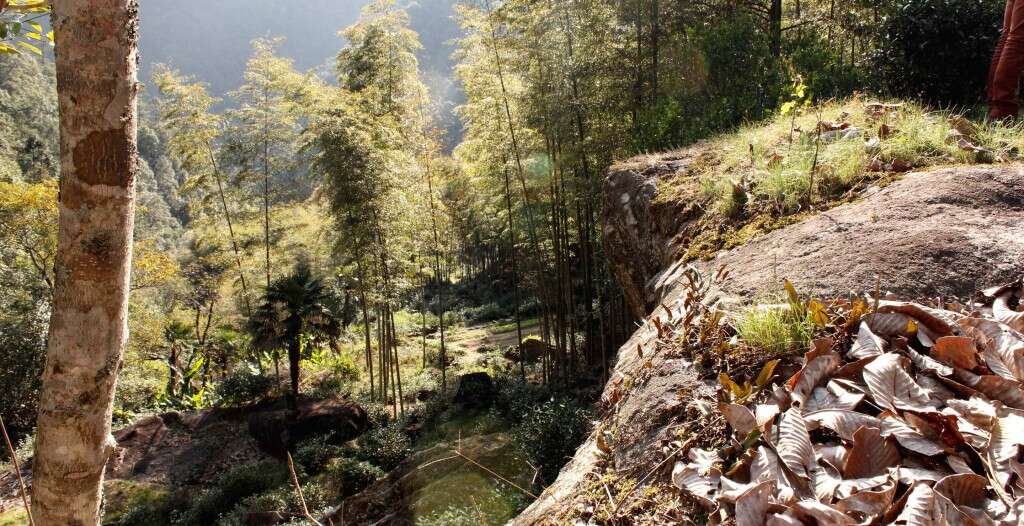 wild bamboo and tea plants above the workshop in Tongmu