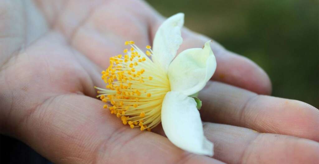 a Shui Xian flower
