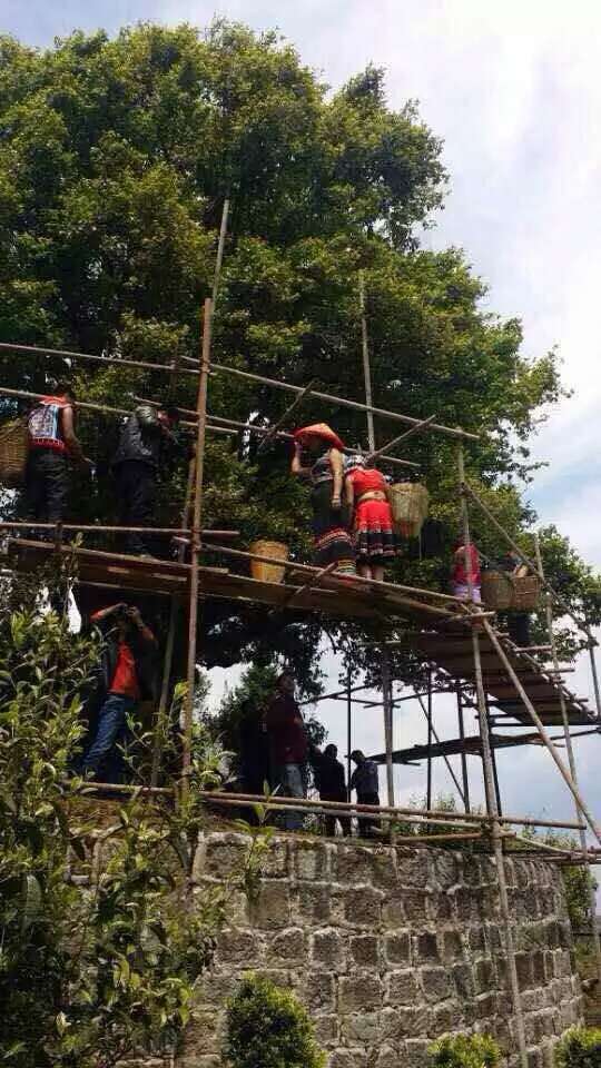 old tea tree in Lincang - photo courtesy of Mast Zhou