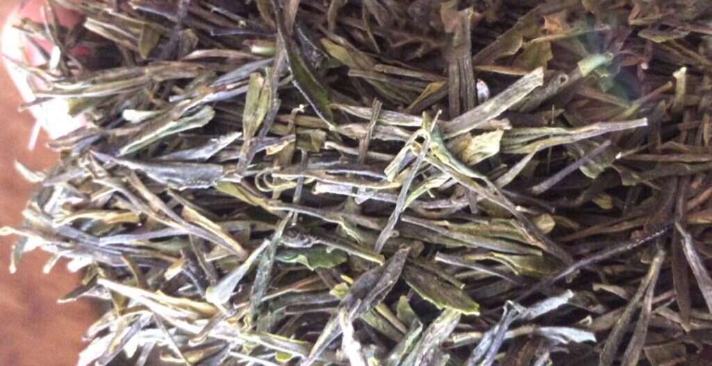 first look: 2019 Reserve Flat Pressed Green tea! // courtesy of He Qingqing