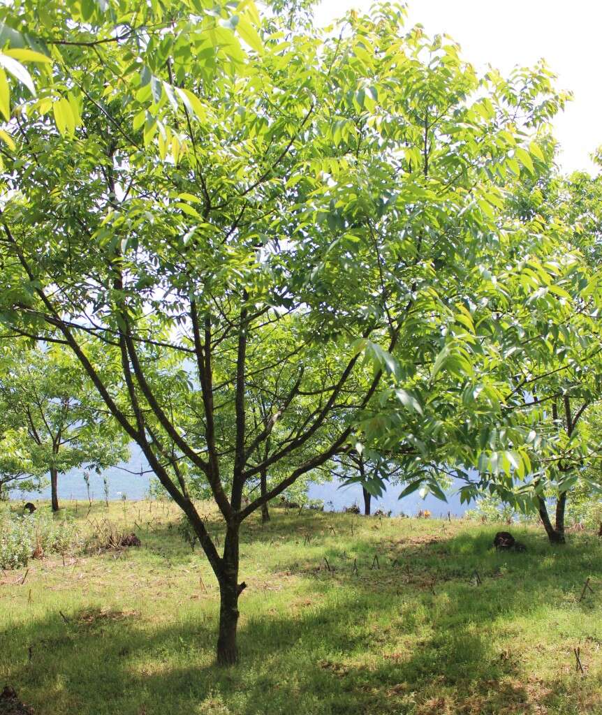 IMG_3135_walnuttrees_qianjiazhai