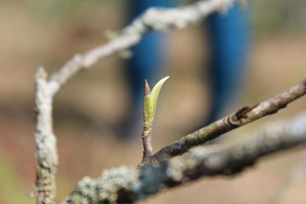 IMG_3875_sadtree_singlebud_large