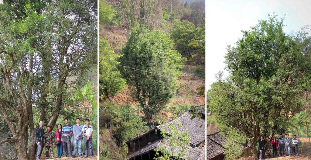 this towering assamica tea tree towers several stories over the Wang family's home