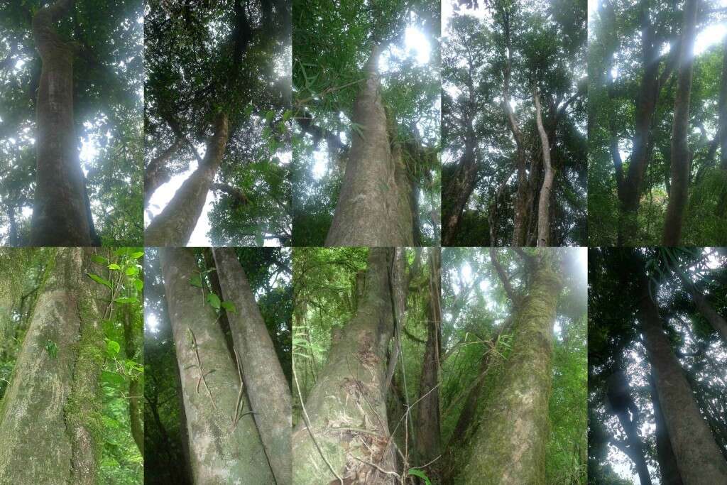 giant Crassicolumna trees towering many stories