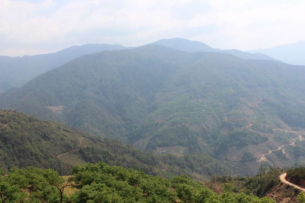 tea trees, evergreens, and walnuts cover the mountainsides
