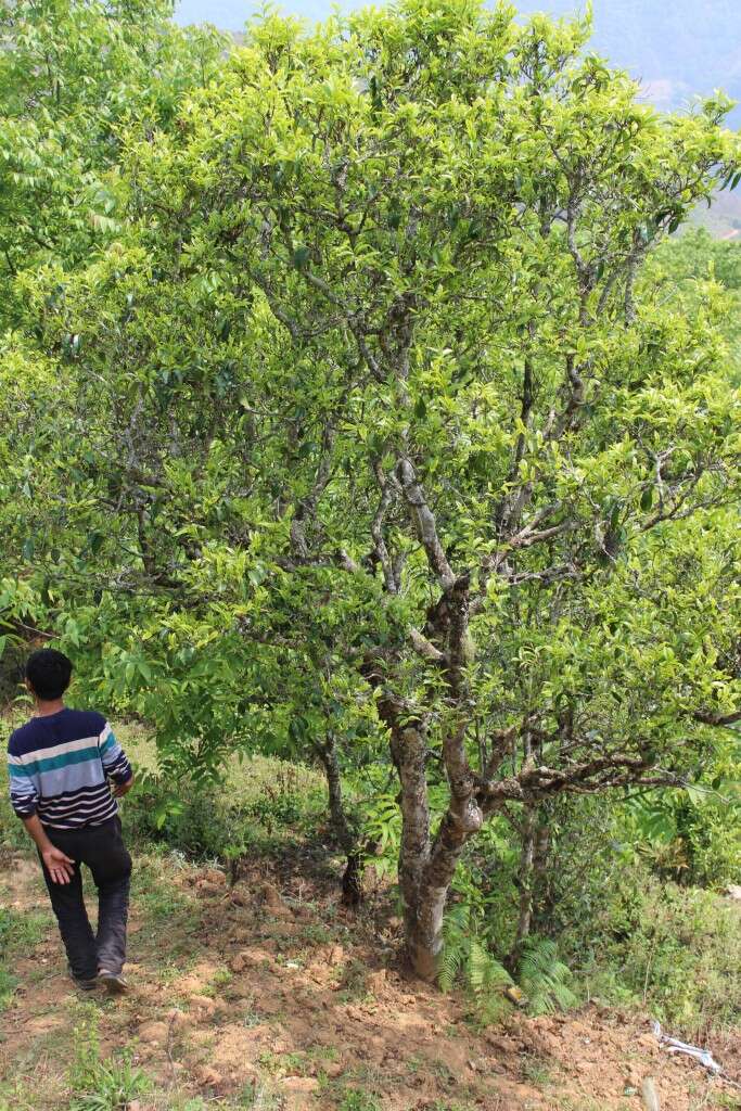 a tea tree grows tall alongside native walnuts and evergreens