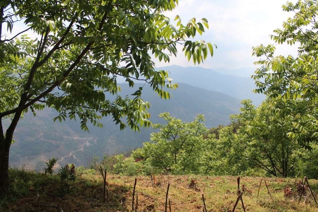 Walnut trees grow among tea trees. For years walnuts have been the main source of income for farmers like Mr. Deng. Master Zhou is working to show them how to make a living in tea instead.