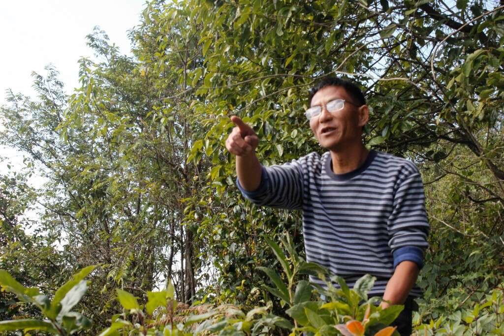Master Zhou teaches about old tree tea in the Mt Ailao National Forest Preserve.