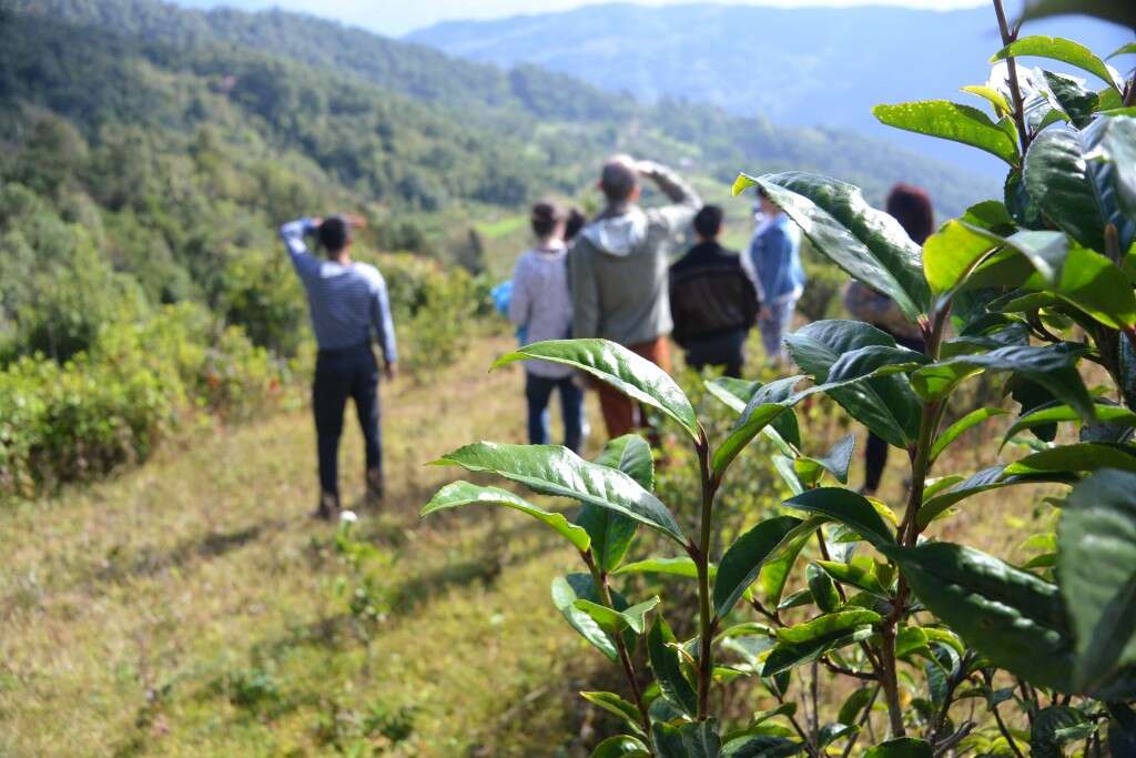 Admiring the view of endless mountainside covered with one hundred to three hundred year old tea trees among evergreens and walnut trees.