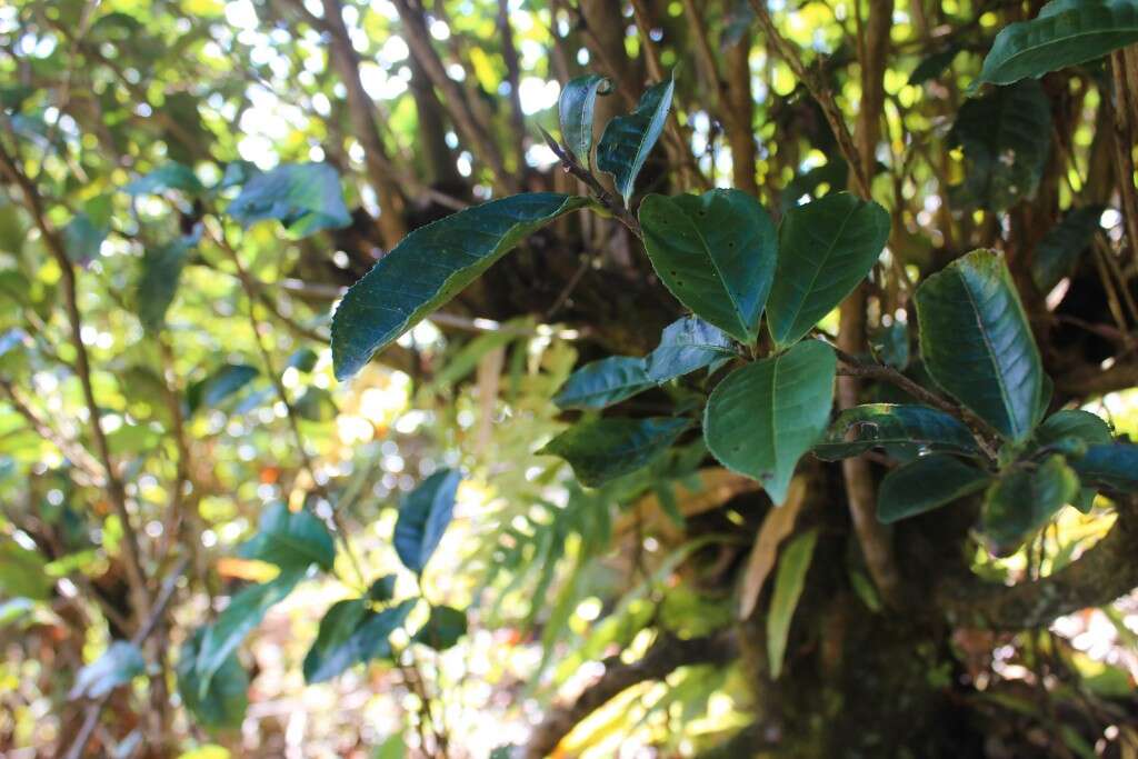 Many shoots are eager to regrow from this old root stock, a sign of hope and a symbol of the persistent nature of the tea plant.