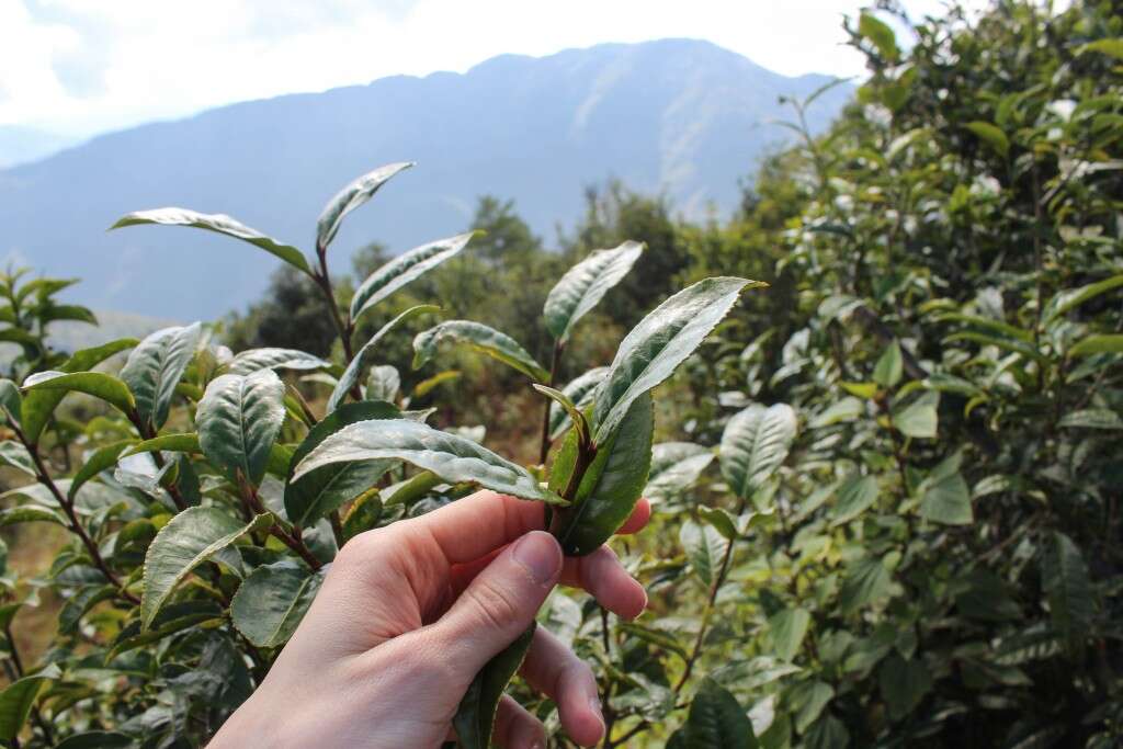 This plant was cut back to the roots to make way for subsistence crops during times of famine, but it is slowly growing back. The huge leaves give a sense of how big this tree once was.