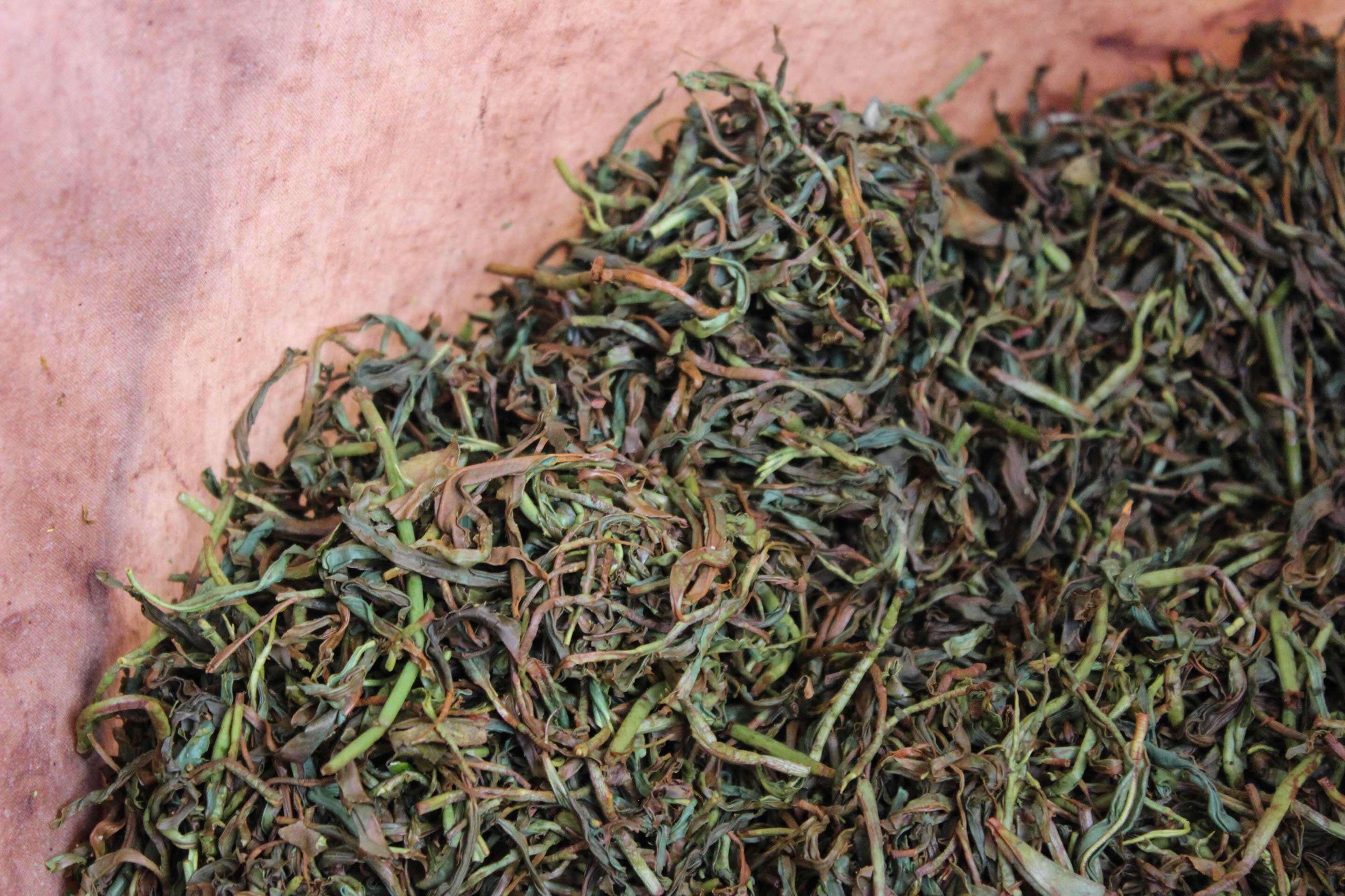 Mi Lan Xiang tea leaves oxidize traditionally in cloth bags