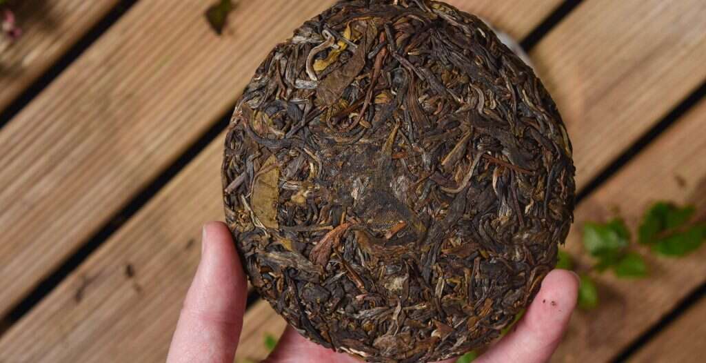 a cake of tea pressed from leaves picked from the tree at 24°16'13.6