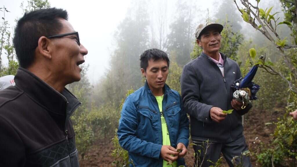 Mr. Li and his son with Mr. Zhou in their groves of culitvated Crassicolumna