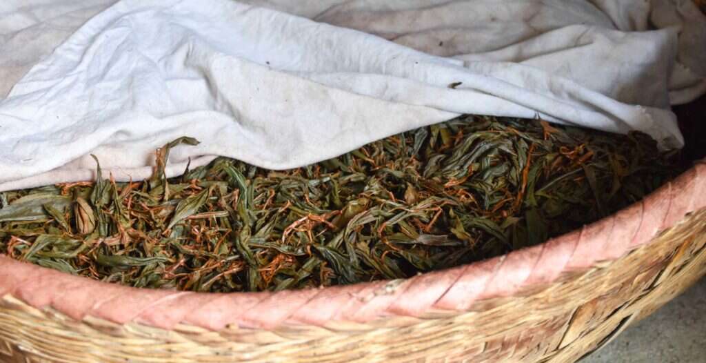 tea leaves oxidize slowy in the Li Family's workshop in Tongmu