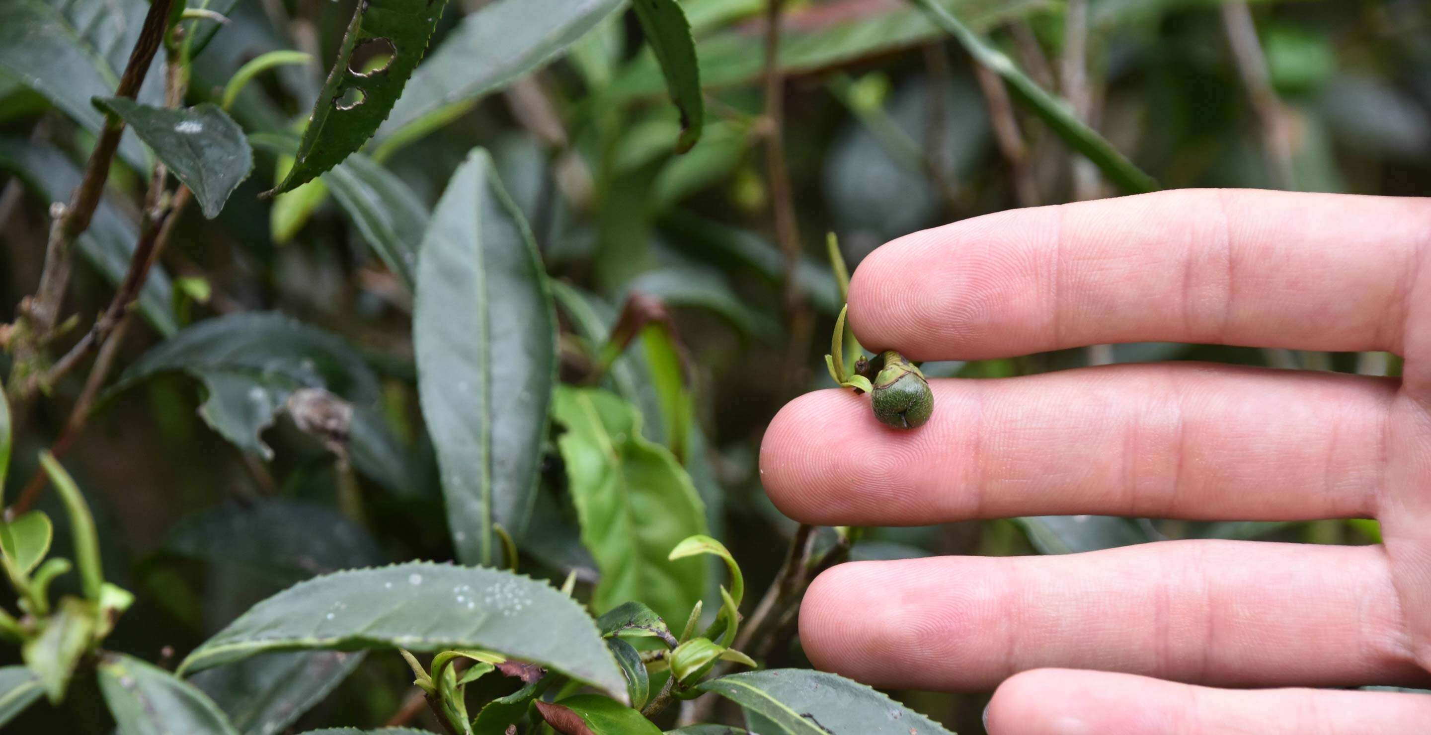 a seed on a wild Tongmu tea plant