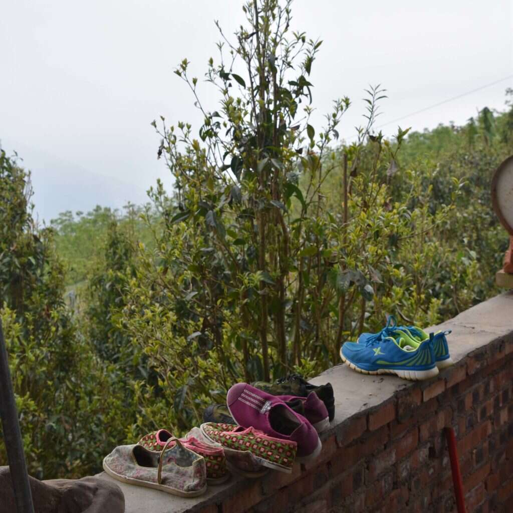 tea trees grow all down the mountainside behind the Li Family's home