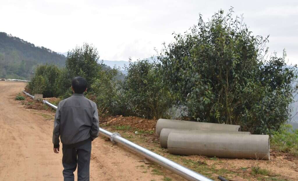 large native tea trees grow wild along the side of a new road project