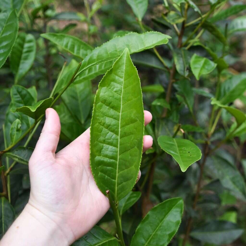 a giant Mei Zhan tea leaf growing in Tongmu