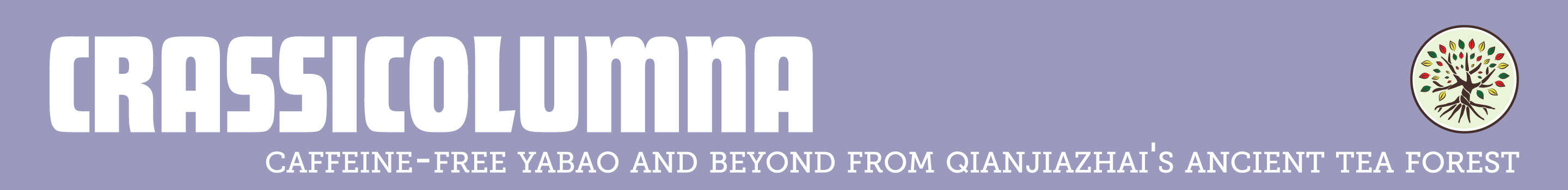 Explore Crassicolumna tea finished with sheng pu'er techniques Explore Crassicolumna tea finished with sheng pu'er techniques