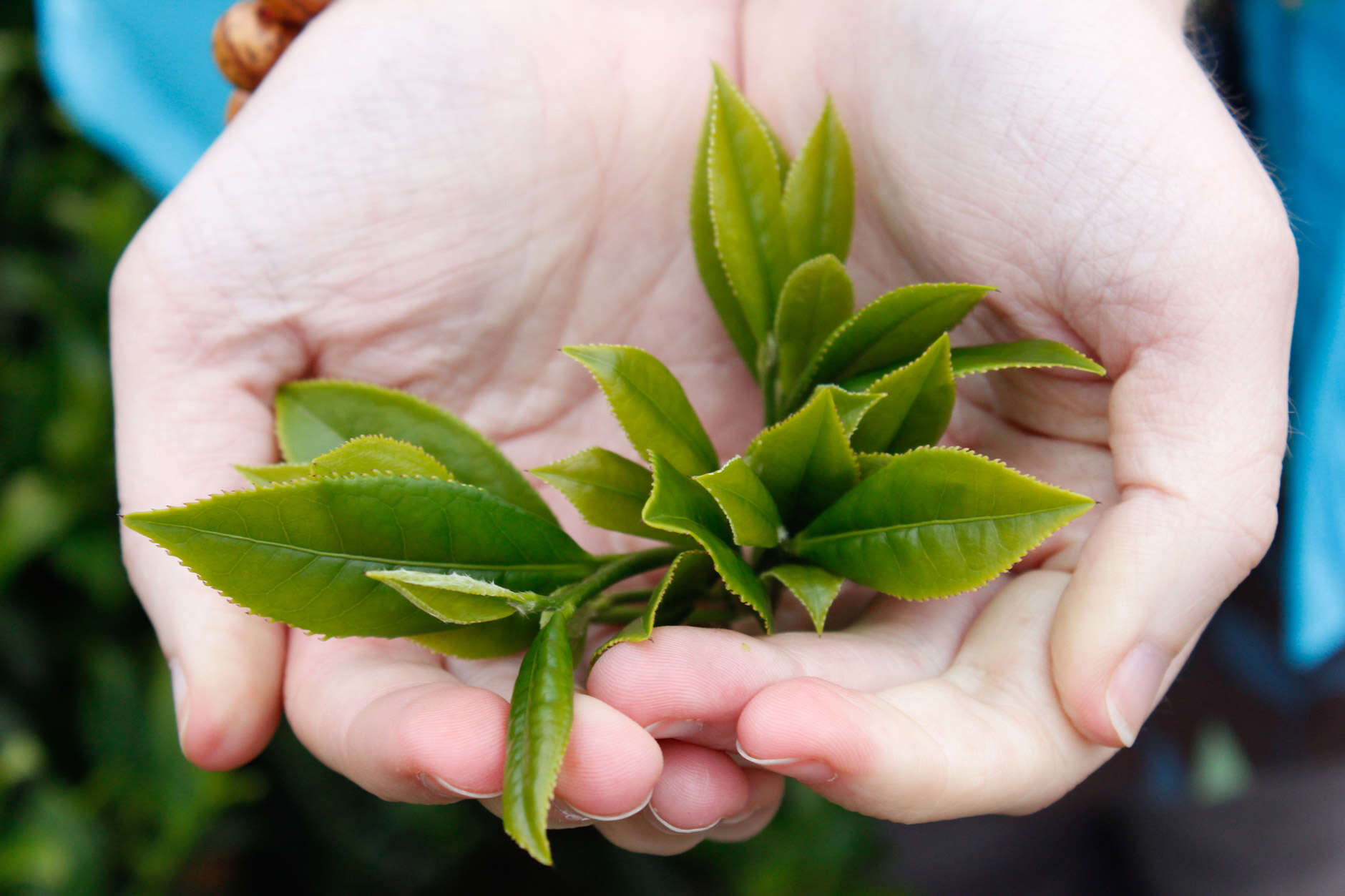 Daping Tieguanyin Tea Leaves Lily hand-7348