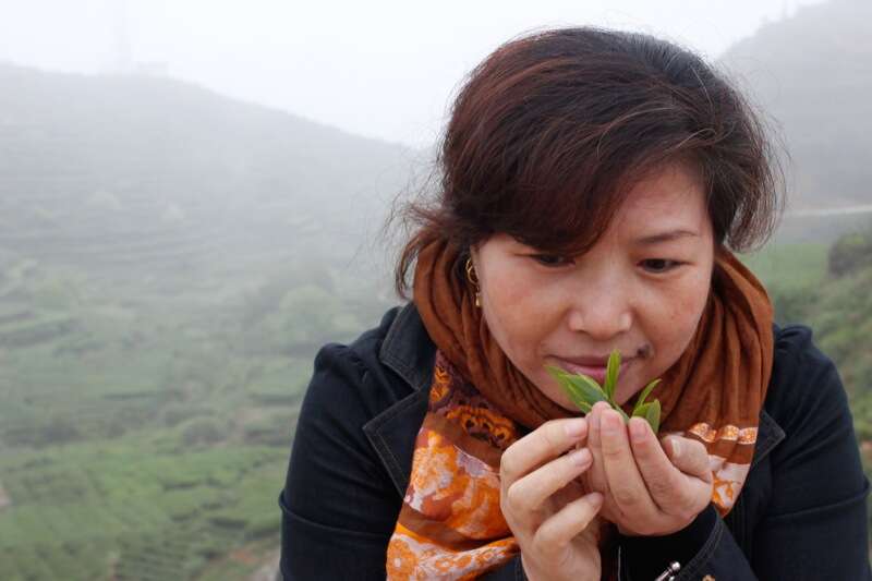 Daping Tieguanyin Tea Leaves Wang Huimin hand-7353